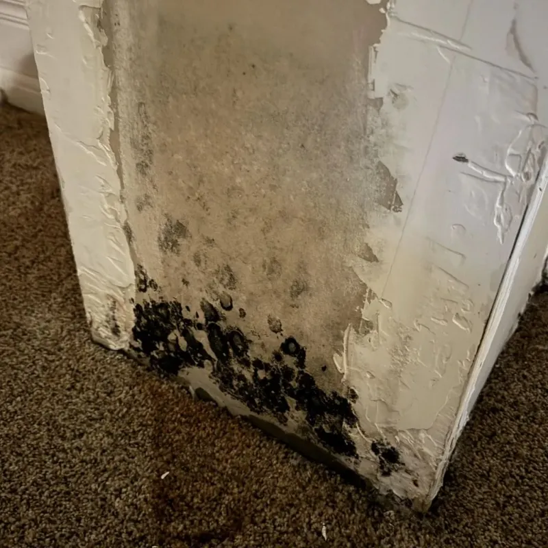 Professional Mold Removal in Alexander City, AL